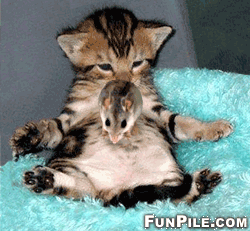 cat_mouse.gif