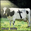 cow.gif
